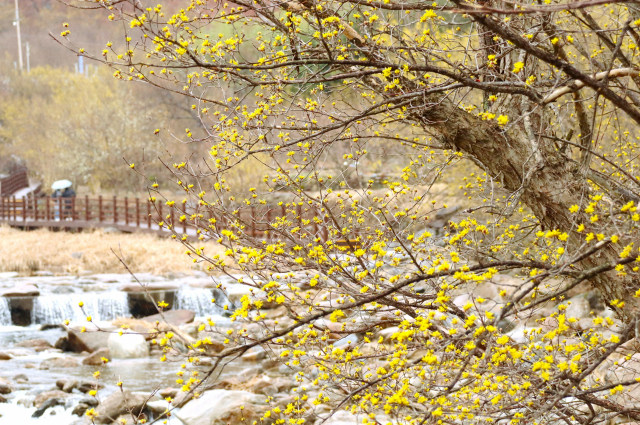 여행객들이 반곡마을 인근 서시천을 따라 산수유꽃이 활짝 핀 나무 덱을 걷고 있다. 남태우 기자