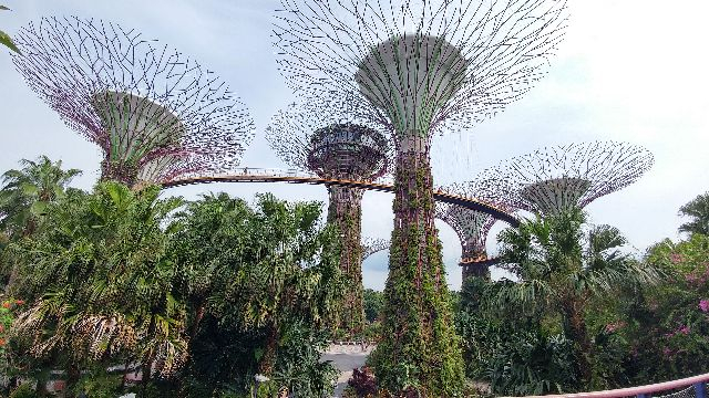 싱가포르의 도심 속 정원 가든스 바이 더 베이. 인공 나무 ‘슈퍼트리’ 사이에 떠 있는 공중산책로 위를 걸으면 싱가포르 전체가 정원처럼 느껴진다. 부산일보DB
