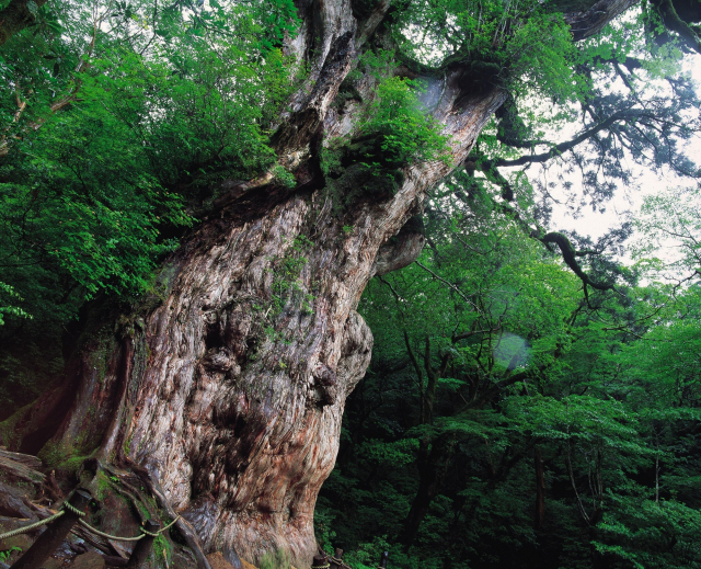 일본 가고시마현 야쿠시마 섬을 상징하는 수령 7000년 삼나무 조몬스기 전경. 가고시마현 관광연맹 제공