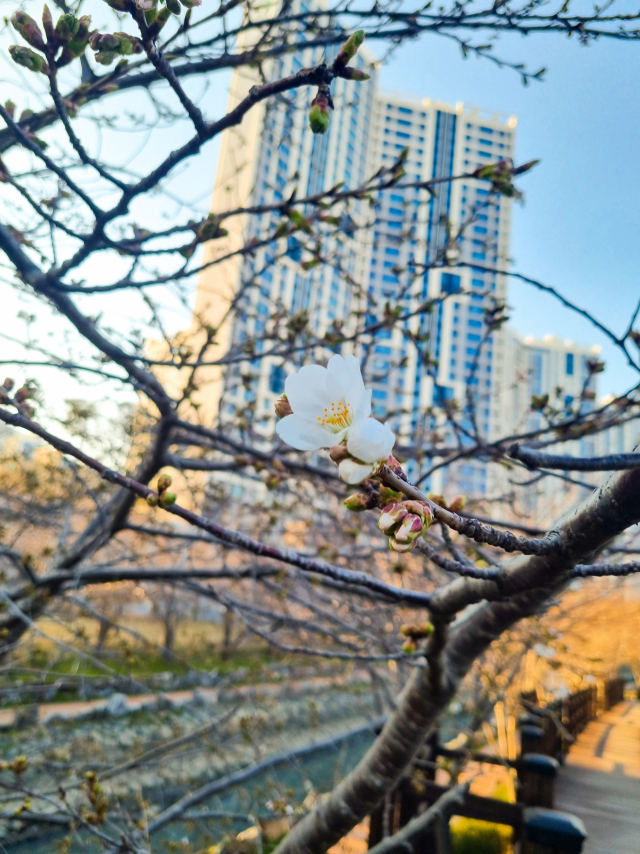 동삼해수천의 벚나무 꽃망울들이 대부분 움츠린 가운데 활짝 피어난 한 송이가 봄이 오고 있음을 알린다.