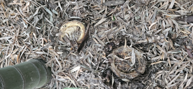 태화강국가정원에서 죽순 여러 개가 잘려 나간 상태로 발견됐다. 울산시 제공
