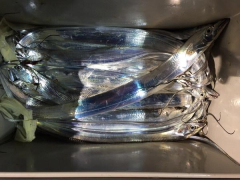 손이 빠르고 실력이 좋은 사람은 하룻밤 세자릿수는 거뜬히 잡는다. 당일 한 사람이 낚은 갈치.