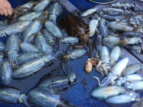 당일 배에서 올린 두자릿수 무늬오징어 조황.