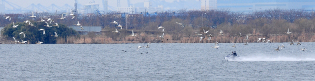 100종 이상의 다양한 철새들이 서식하는 부산 낙동강 하구에서 지난 3일 한 수상오토바이가 큰고니 떼를 향해 돌진하자 놀란 새들이 황급하게 날아오르고 있다. 습지와새들의친구 제공