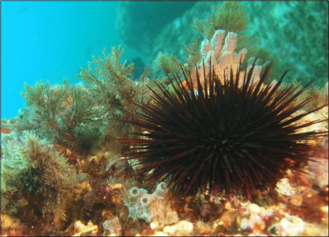 독도의 동도와 서도 사이의 수심 20m 수중 바위에 서식하는 성게 모습. KIOST 제공