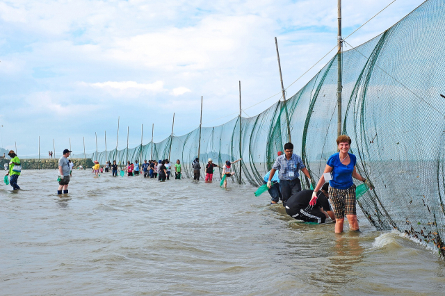 문항마을에서 봄부터 가을까지 운영하는 개막이 체험 프로그램. 갯벌 위에 그물을 치고 조수간만의 차를 이용해 맨손으로 물고기를 잡는다.