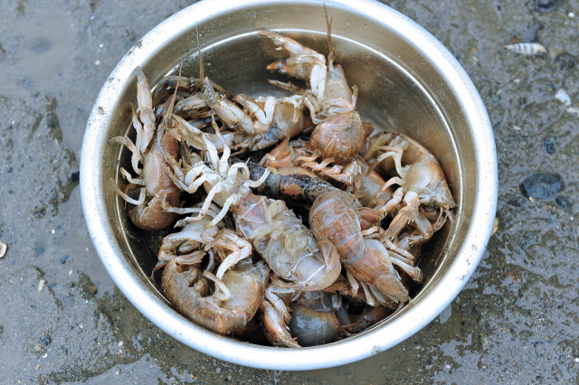 이 마을의 대표적 체험 프로그램인 쏙잡이 체험에서 잡아 올린 쏙.