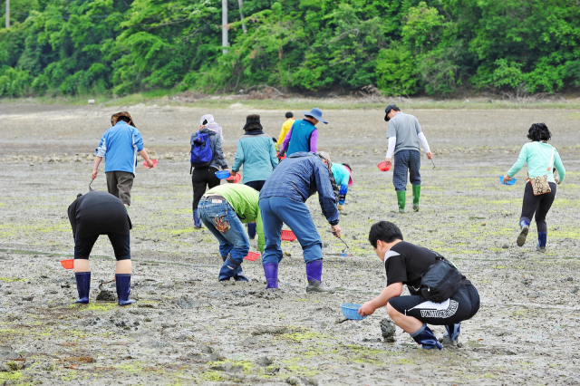 갯벌에서 산란에 대비해 영양분을 양껏 품은 바지락 캐기 체험을 해볼 수 있다.