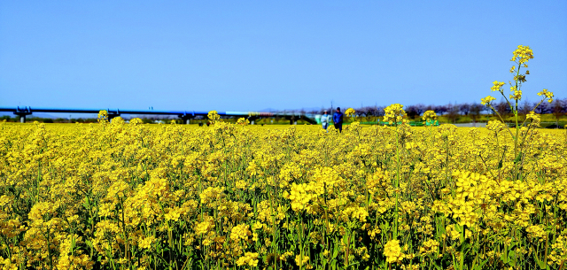 대저생태공원 유채꽃 단지의 풍경