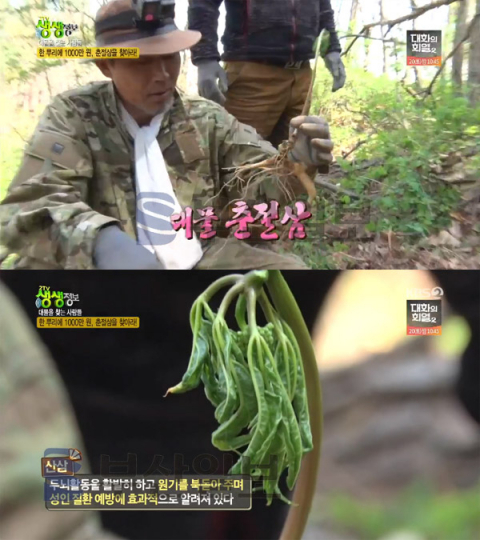 '2TV 생생정보' 춘절삼, 한뿌리 1천만원…더덕·은사시상황버섯(대물을찾는사람들)