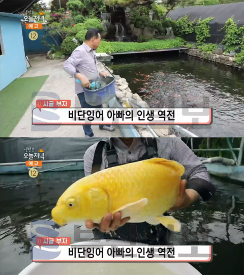 '생방송 오늘 저녁' 연매출 20억 비단잉어, 전북 완주군 이서면 물고기마을…시골부자