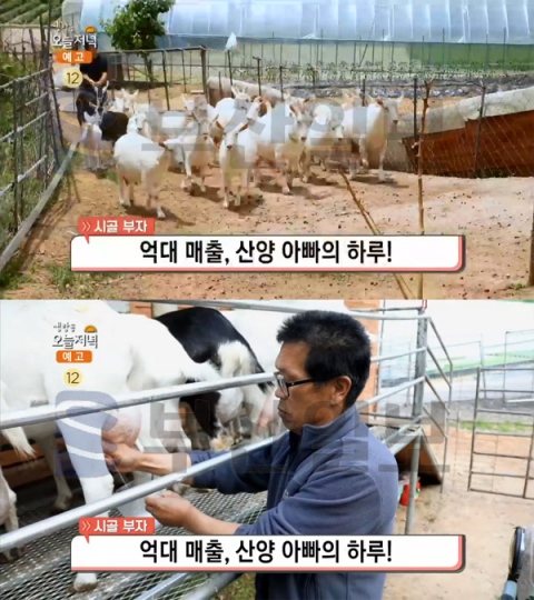 '생방송 오늘 저녁' 산양유 치즈＆요구르트, 전북 임실군 청웅면 즐거운목장…시골부자