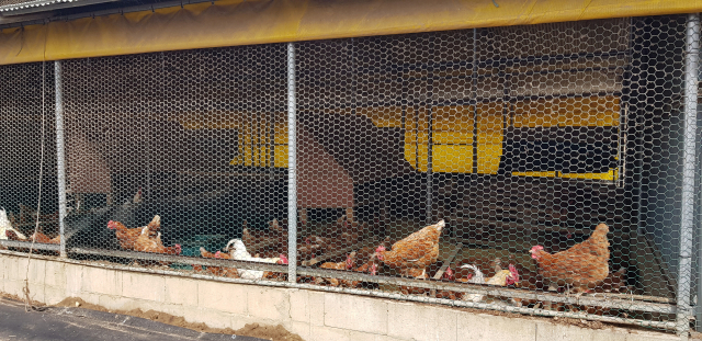 자연채광 등 건강한 환경의 양계장.