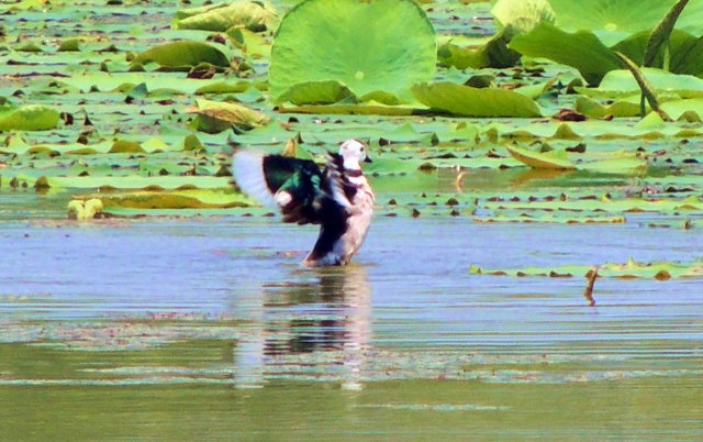 창원 주남저수지에서 지난 3일 국내 미기록종 새인 ‘코튼피그미구스’가 관찰됐다. 창원시 제공