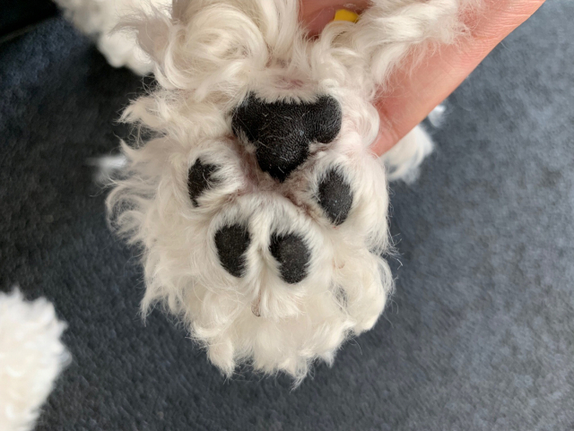 반려견이 다치지 않고 걷기 위해서는 발톱 정리와 발바닥 털 제거가 필수적이다. 요령을 알면 집에서도 실시할 수 있다. 정리하기 전 반려견 발바닥 모습. 수영애견미용전문학원 제공