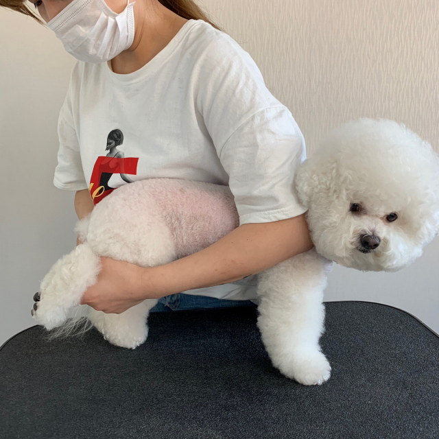 뒷발을 잡는 자세. 수영애견미용전문학원 제공