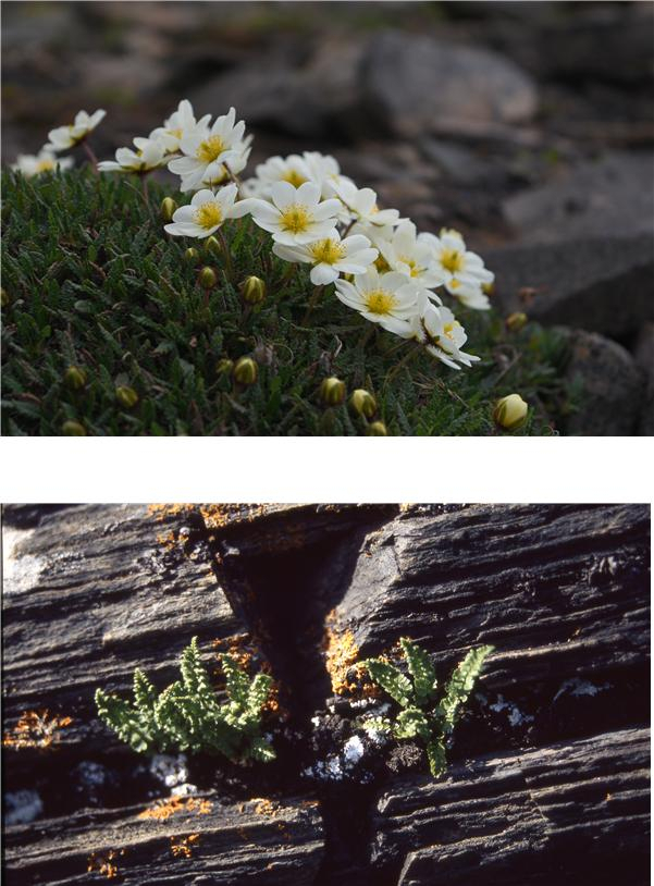 스발바르에 서식하는 주요 식물(위부터 담자리꽃나무, 애기가물고사리). 극지연구소 제공