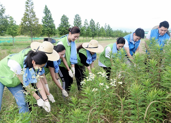 에어부산 일반직원과 신입 캐빈승무원들이 대저 생태계공원에서 양미역취를 제거하고 있다. 양미역취는 뿌리째 뽑는 것이 가장 효과적인 제거방법으로 알려져 있다. 사진제공=에어부산