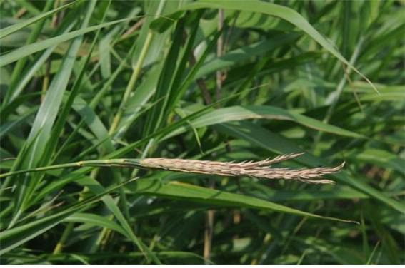 경남 사천 광포만 기수 지역에서 발견된 볏과 희귀 식물 ‘모새달’. 한려해상국립공원 제공