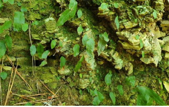 남해 창선 동대만 일대에서 자생 사실이 확인된 고란초.