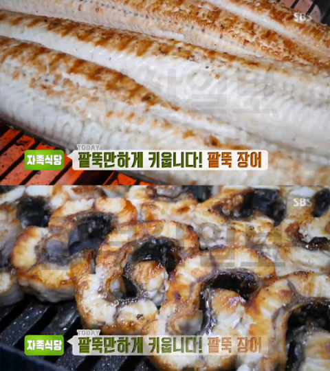 '생방송투데이 자족식당' 팔뚝장어, 광주 노대동 노대장어(오늘방송맛집)