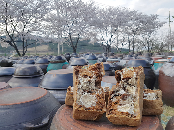 전통발효식품제조회사인 진아F＆C(경북 경주시 강동면 왕신리)에서 생산한 잘 발효해 좋은 미생물이 가득 핀 메주와 장독대 모습.