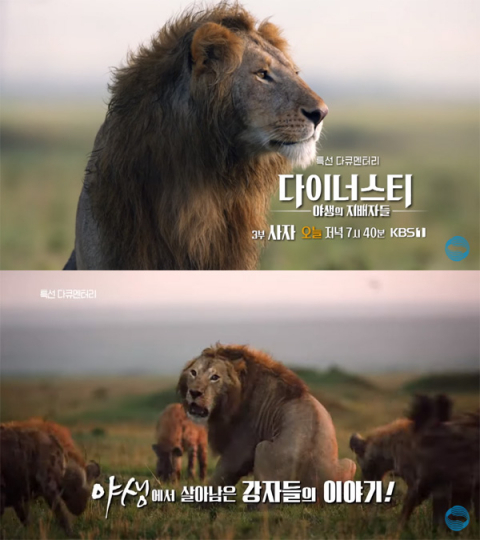 31일 KBS 특선 다큐멘터리 '다이너스티, 야생의 지배자들' 재방송…제3편 사자