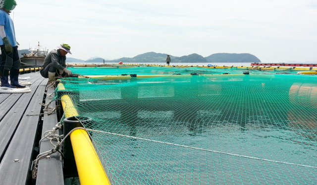 지난해와 달리 적조·고수온 피해가 없어 평온한 통영시 산양읍에 있는 한 해상 가두리 양식장.