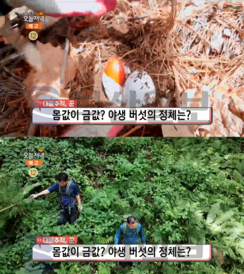 '생방송 오늘 저녁' 달걀버섯, 몸값이 금값? 1년 중 여름에만 볼 수 있는 야생버섯…대물추적 꾼
