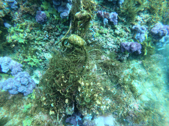 해양환경공단(KOEM)은 지난 6월부터 7월까지 제주 문섬 등 주변해역에서 총 2.21t의 침적쓰레기를 수거했다고 밝혔다(사진은 산호에 휘감긴 낚시줄). 해양환경공단 제공