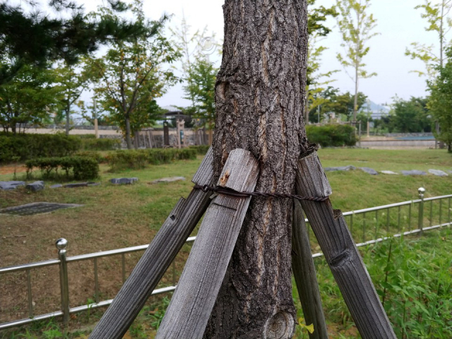 관리를 제대로 하지 않아 지주목이 박혀 있는 김해 골든루트산단의 가로수.