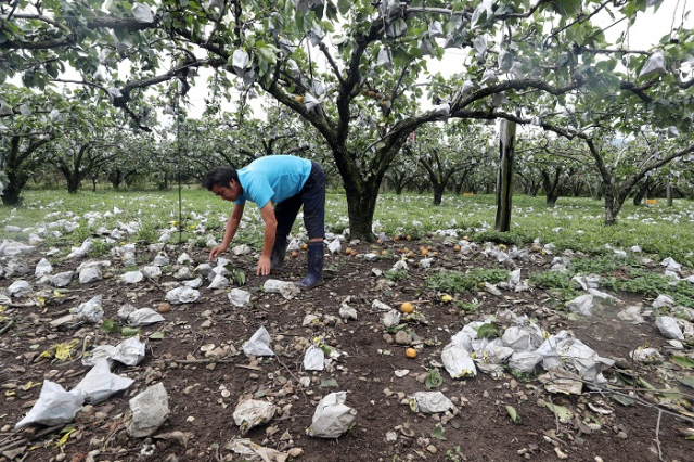 전남 순천시 낙안면 신기마을의 한 과수원이 태풍 링링으로 낙과가 발생하는 등 안타까운 피해를 입었다. 낙안면에서는 180개 농가 가운데 50% 이상이 낙과 피해를 본 것으로 집계됐다. 연합뉴스