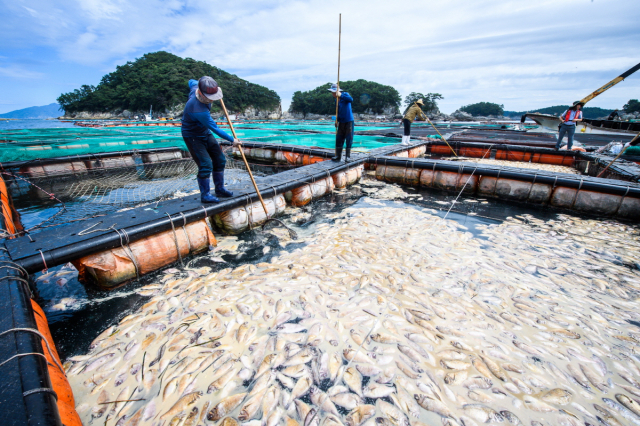 9일 남해 어민들이 적조로 폐사한 물고기를 가두리 양식장에서 건져 내고 있다. 남해군 제공