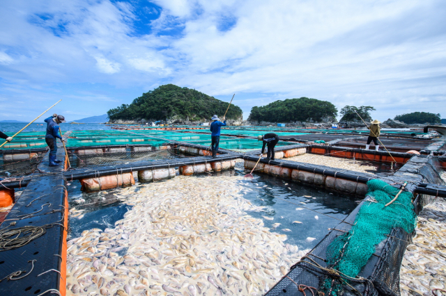 적조로 물고기가 폐사한 남해 미조면 가두리 양식장에서 폐사 물고기를 건져내고 있다. 남해군 제공