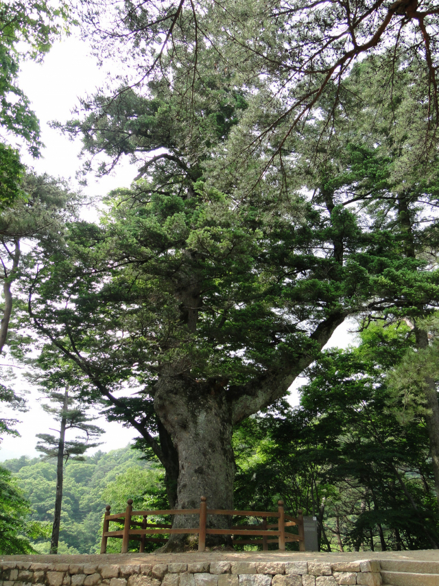 태풍에 쓰러지기 전의 천연기념물 제541호 해인사 학사대 전나무. 합천군제공