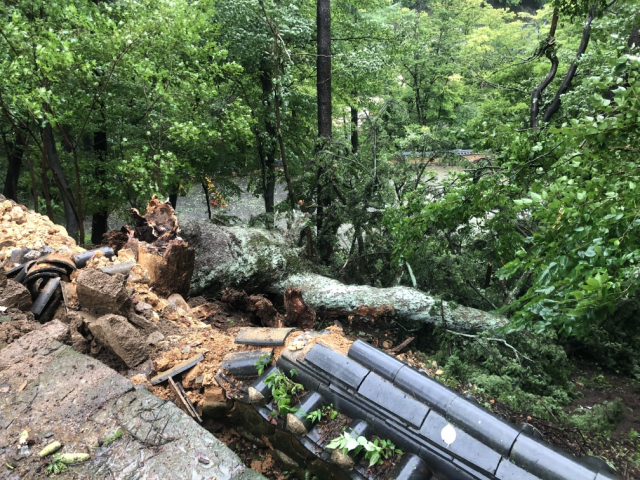 태풍 링링으로 쓰러진 천연기념물 제541호 합천 해인사 학사대 전나무. 합천군 제공