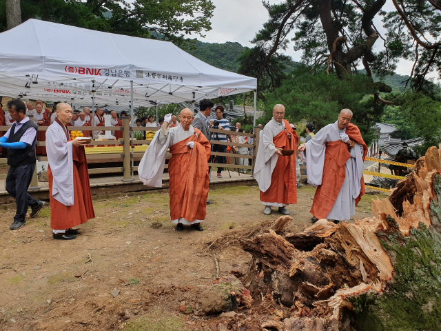 합천 해인사가 제13호 태풍 링링으로 쓰러진 학사대 전나무에 대한 추모제를 지난 9일 진행하고있다. 합천군 제공