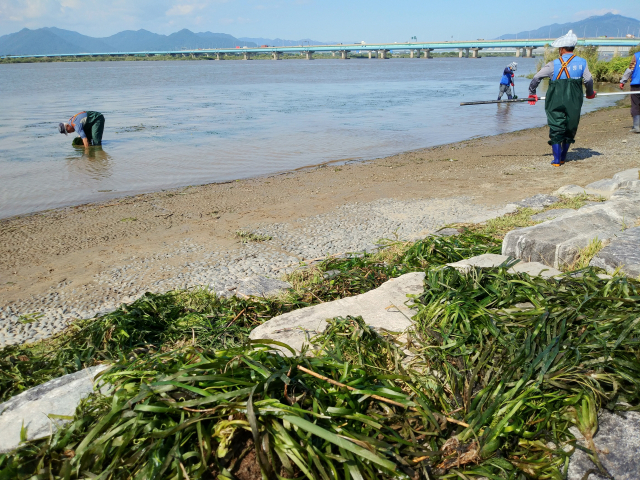 멸종위기식물종인 가시연 개체가 발견된 부산 사상구 삼락생태공원의 모습. 가시연은 수생식물로, 연못이나 저수지, 호수 등에 뿌리를 내린다. 환경단체 습지와새들의친구 제공