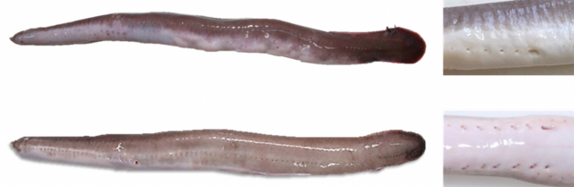 꾀장어과 어류 신종 후보(위)와 먹장어(아래) 사진. 부경대 제공