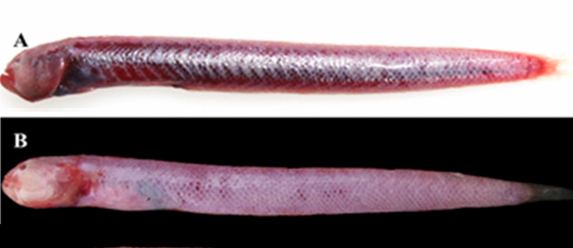 빨갱이(A)와 빨갱이속 신종 후보(B) 사진. 부경대 제공