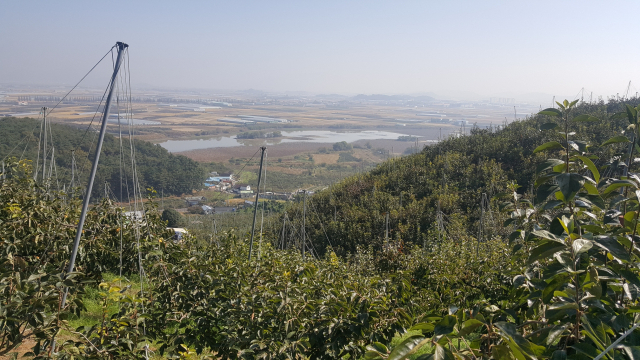 경남 창원시 의창구 동읍, 북면 일대 창원 단감 재배단지의 생산시설 현대화 사업이 본격 추진된다. 창원시 제공