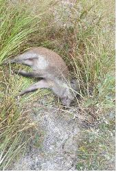 지난해 10월 돼지열병 바이러스 검출된 경기도 연천군의 멧돼지 폐사체. 연합뉴스