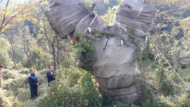 천에 감긴 채 경남 진주시의 한 농장에 방치된 부산 최고령 노거수의 모습. 사상구의회 제공