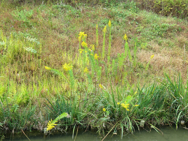 외래식물인 양미역취는 번식력이 강해 토종 생태계를 교란하고 있다. 부산 도심 곳곳에서 양미역취가 관찰되고 있다. 부산그린트러스트 제공