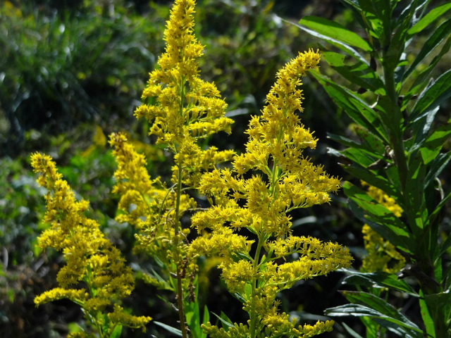 외래식물인 양미역취는 번식력이 강해 토종 생태계를 교란하고 있다. 부산 도심 곳곳에서 양미역취가 관찰되고 있다. 부산그린트러스트 제공