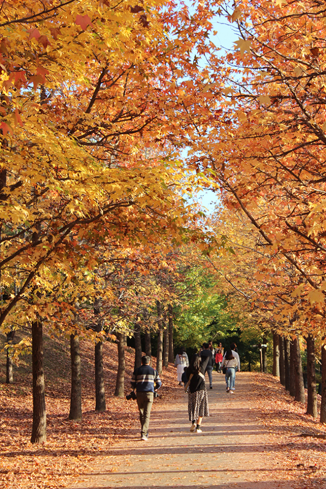 경남수목원의 숲속 산책길. 젊은 연인이 불 붙은 단풍과 쌓인 낙엽 가운데를 걸어가고 있다.