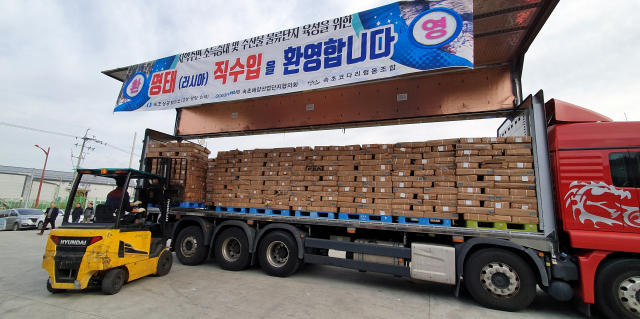 우리나라는 러시아로부터 20만t의 냉동명태를 수입해 주로 내수용으로 쓰는 등 ‘글로벌 명태 비즈니스’에서는 변방국에 머물러 있다. 강원도 속초의 한 수산물가공업체가 직접 수입한 러시아 냉동명태를 하역하는 모습. 연합뉴스