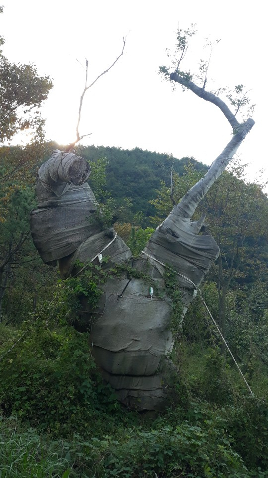 천에 감긴 채 경남 진주시의 한 농장에 방치된 부산 최고령 노거수의 모습. 사상구의회 제공