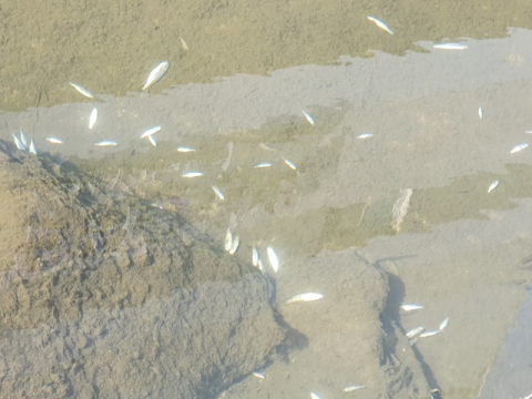 지난달 28일 오전 7시께 해반천 상류인 구산동 구산중학교앞에서 김해박물관까지 1km 구간에 피라미 등 물고기 수만마리가 떼죽음 당했다. 사진은 해반천에서 수거되지않은 채 폐사된 물고기 모습 . 부산일보DB