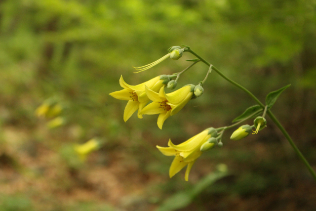 경남의 희귀식물 도감에 수록된 나도승마. 경남도 제공